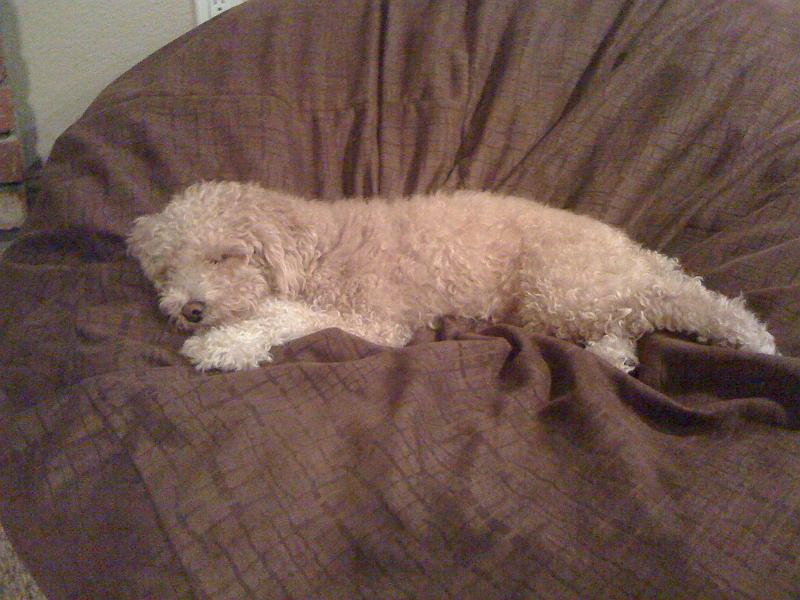 img_1720.jpg - Pooped pooch