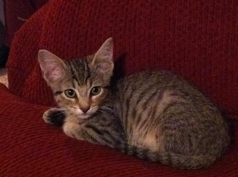 img_1066.jpg - Kinsey's birthday present: introducing Konner the Kitty!