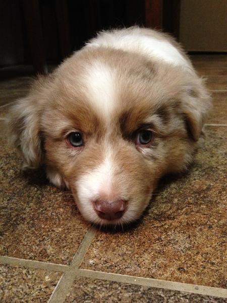 img_3751.jpg - Our new puppy Cosmo, still at the breeders a week before we picked him up