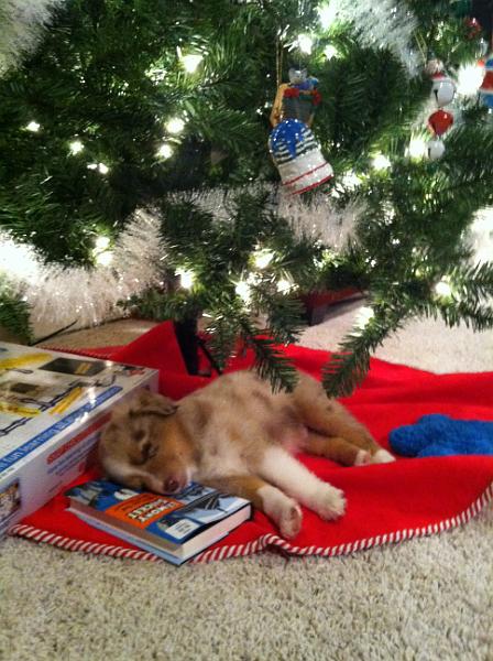 img_3847.jpg - Napping under the Christmas tree