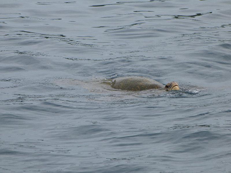 p1010813.jpg - We saw lots of turtles