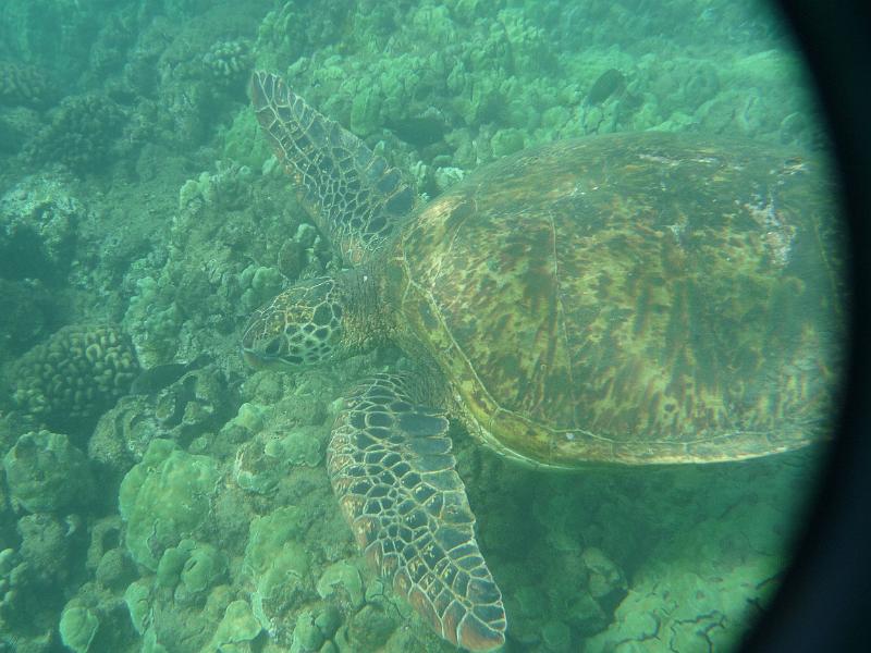 p1080475.jpg - Swimming with turtles!